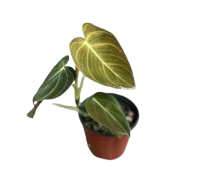 Melanochrysum